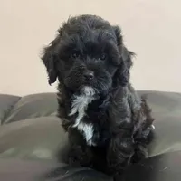 Pintu, a male Maltipoo and Poodle - Toy  for sale in San Fernando, CA – 1 of 1