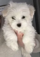 "Bob", a male Maltipoo and Poodle - Toy  for sale in San Fernando, CA – 1 of 1