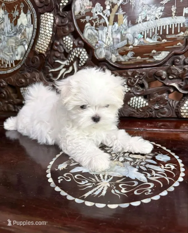 Ray – Maltipoo, Poodle - Toy  puppy for sale in San Fernando, CA