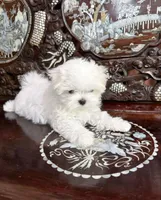 Ray, a male Maltipoo and Poodle - Toy  for sale in San Fernando, CA – 1 of 1