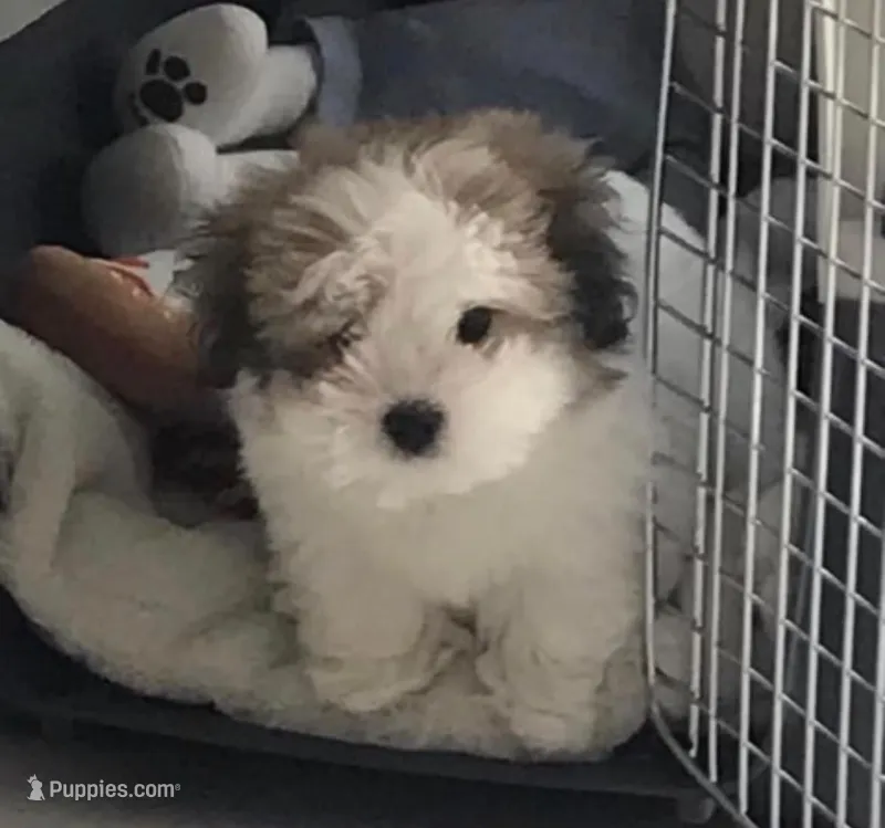 Nike – Maltipoo puppy for sale in San Fernando, CA