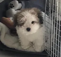 Nike, a male Maltipoo for sale in San Fernando, CA – 1 of 1