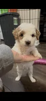 Spot, a male Miniature Goldendoodle for sale in Oswego, IL – 2 of 2