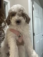 Tater Tot, a male Miniature Goldendoodle for sale in Oswego, IL – 3 of 3
