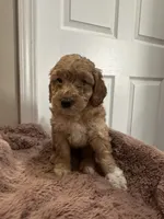Teddy, a male Miniature Goldendoodle for sale in Oswego, IL – 2 of 2