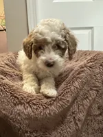Penny, a female Miniature Goldendoodle for sale in Oswego, IL – 2 of 2