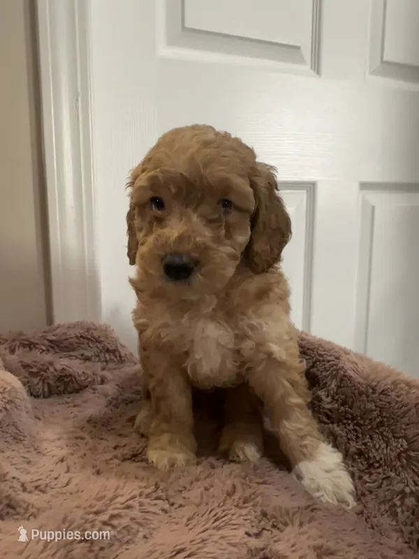Teddy – Miniature Goldendoodle puppy for sale in Oswego, IL