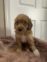 Teddy, a male Miniature Goldendoodle for sale in Oswego, IL – 1 of 2