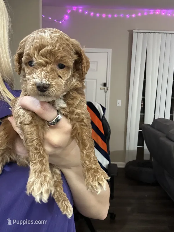Nugget – Miniature Goldendoodle puppy for sale in Oswego, IL