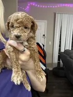Nugget, a male Miniature Goldendoodle for sale in Oswego, IL – 1 of 2
