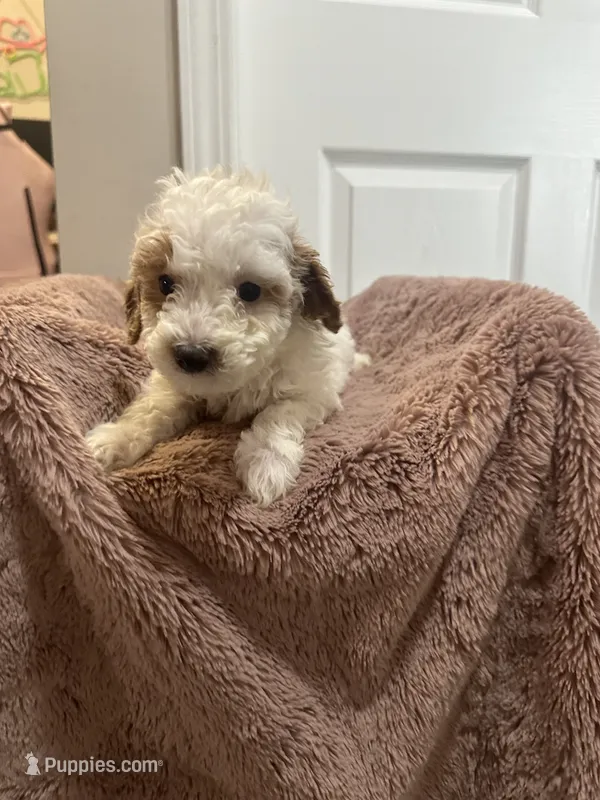 Spot – Miniature Goldendoodle puppy for sale in Oswego, IL