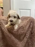 Spot, a male Miniature Goldendoodle for sale in Oswego, IL – 1 of 2