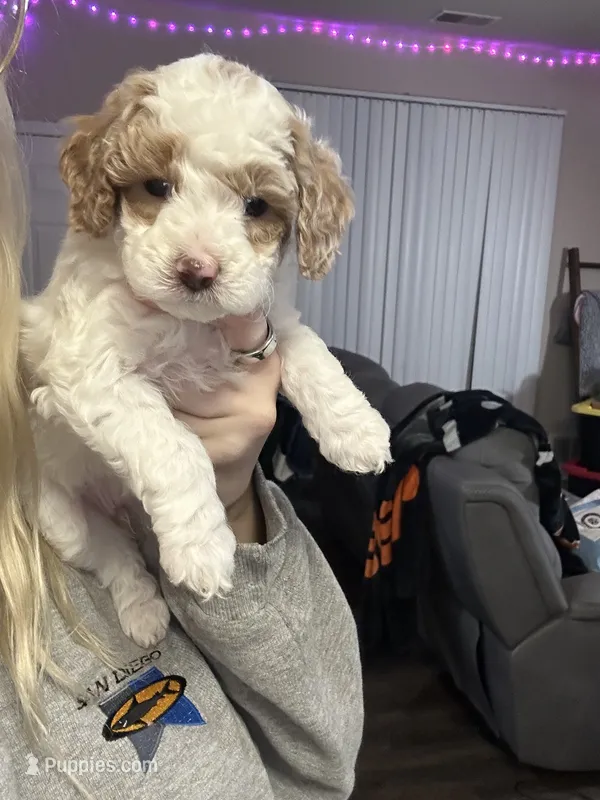 Penny – Miniature Goldendoodle puppy for sale in Oswego, IL