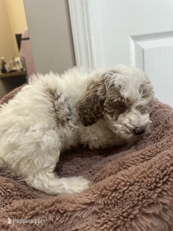 Tater Tot – Miniature Goldendoodle puppy for sale in Oswego, IL