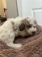 Tater Tot, a male Miniature Goldendoodle for sale in Oswego, IL – 1 of 3