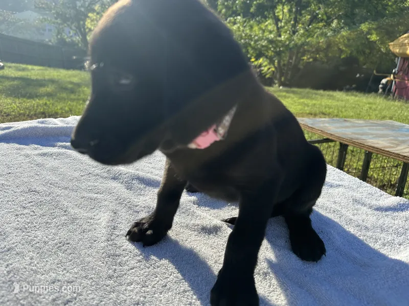 Daisy – Labrador Retriever puppy for sale in Norfolk, VA