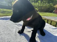 Daisy, a female Labrador Retriever for sale in Norfolk, VA – 1 of 1