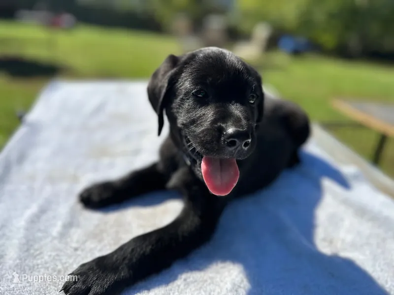 Rex Jr – Labrador Retriever puppy for sale in Norfolk, VA