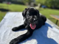 Rex Jr, a male Labrador Retriever for sale in Norfolk, VA – 1 of 1