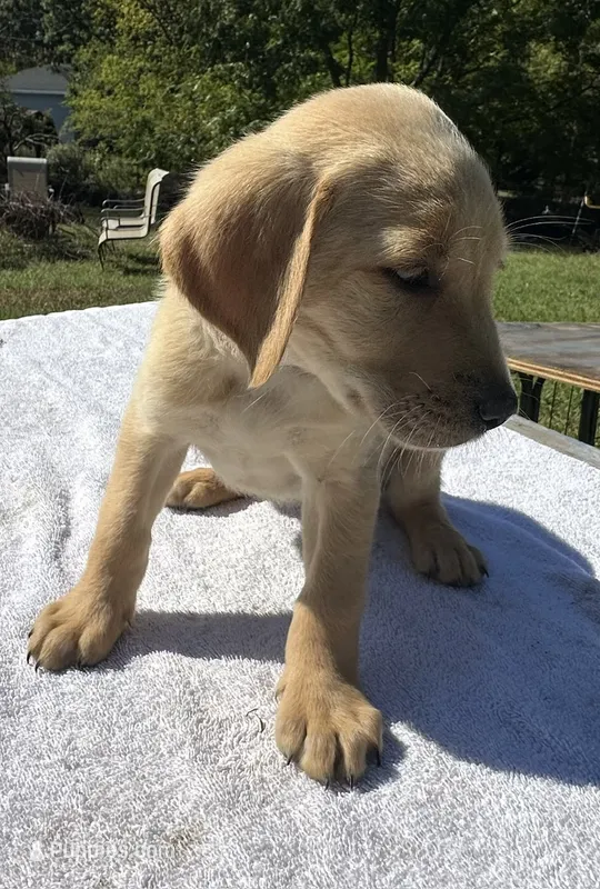 Jax – Labrador Retriever puppy for sale in Norfolk, VA