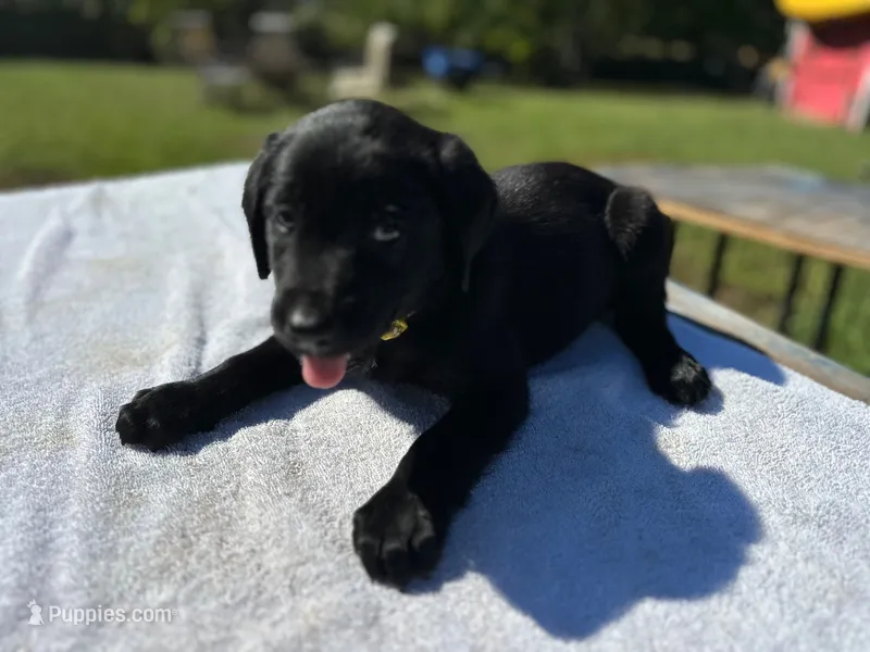 Noel – Labrador Retriever puppy for sale in Norfolk, VA