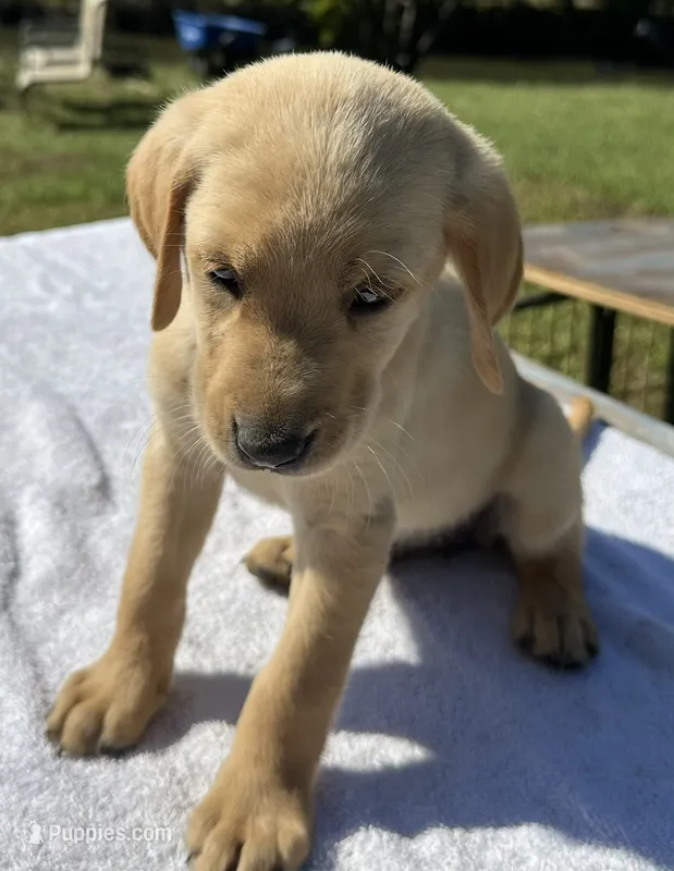 Max – Labrador Retriever puppy for sale in Norfolk, VA