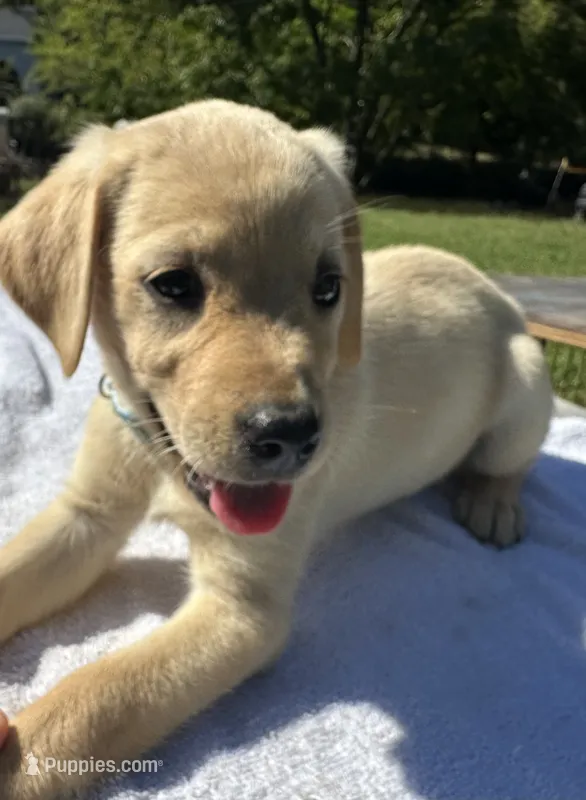 Soffie – Labrador Retriever puppy for sale in Norfolk, VA