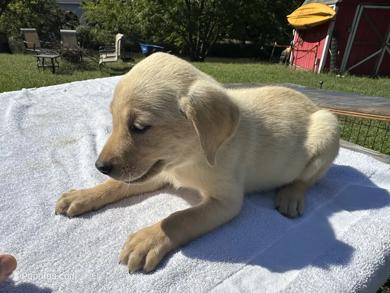 Lady – Labrador Retriever puppy for sale in Norfolk, VA
