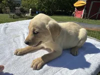 Lady, a female Labrador Retriever for sale in Norfolk, VA – 1 of 1