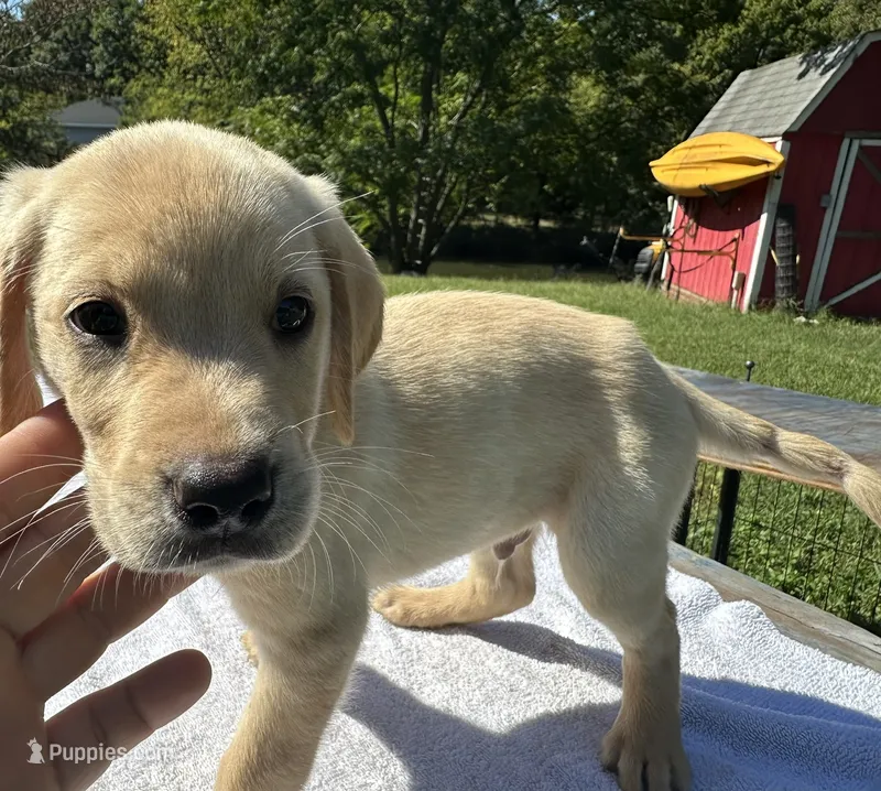 Sam – Labrador Retriever puppy for sale in Norfolk, VA
