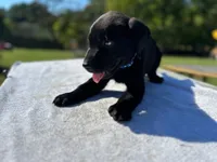 Lex, a male Labrador Retriever for sale in Norfolk, VA – 1 of 1