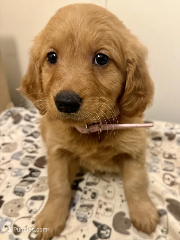 Pink Female – Golden Retriever puppy for sale in Sebeka, MN
