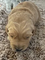 processed/d7be8152-288c-41e9-8b59-1fb4afde0b57/listing/05c02fc6-ac30-41aa-8208-b5bda7b4279c/4d9ecc5b-3df1-4025-8189-c4e4919585e8