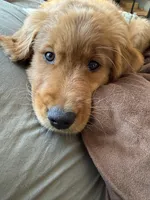 Piper , a female Golden Retriever for sale in Sebeka, MN – 9 of 10