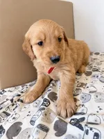 Red Male, a female Golden Retriever for sale in Sebeka, MN – 2 of 2