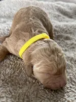 Brock, a male Golden Retriever for sale in Sebeka, MN – Photo 3 of 4