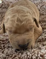 Brock, a male Golden Retriever for sale in Sebeka, MN – Photo 2 of 4