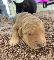 Brock, a male Golden Retriever for sale in Sebeka, MN – Photo 1 of 4