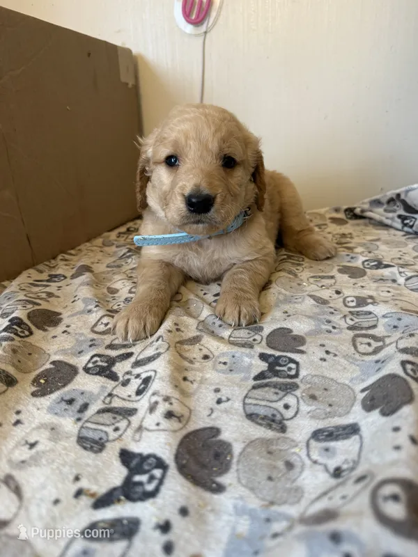 Light Blue Male – Golden Retriever puppy for sale in Sebeka, MN