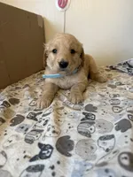 Light Blue Male, a male Golden Retriever for sale in Sebeka, MN – 1 of 2