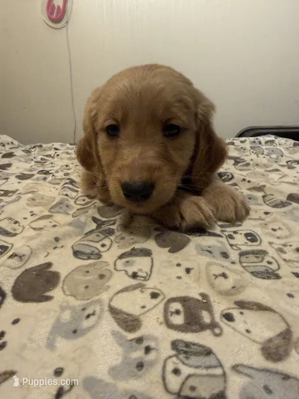 Red Male – Golden Retriever puppy for sale in Sebeka, MN