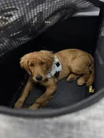 Piper , a female Golden Retriever for sale in Sebeka, MN – 7 of 10