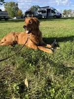 Piper , a female Golden Retriever for sale in Sebeka, MN – 2 of 10