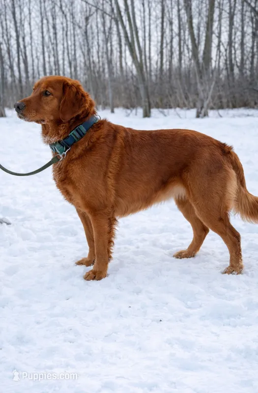 Bella – Golden Retriever puppy for sale in Sebeka, MN