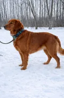 Bella, a female Golden Retriever for sale in Sebeka, MN – 1 of 4