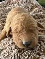 WIllow, a female Golden Retriever for sale in Sebeka, MN – Photo 1 of 5