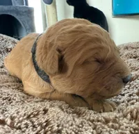 WIllow, a female Golden Retriever for sale in Sebeka, MN – Photo 3 of 5