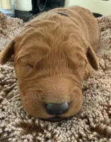 WIllow, a female Golden Retriever for sale in Sebeka, MN – Photo 2 of 5