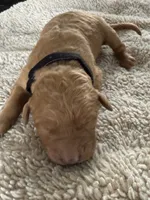 WIllow, a female Golden Retriever for sale in Sebeka, MN – Photo 4 of 5