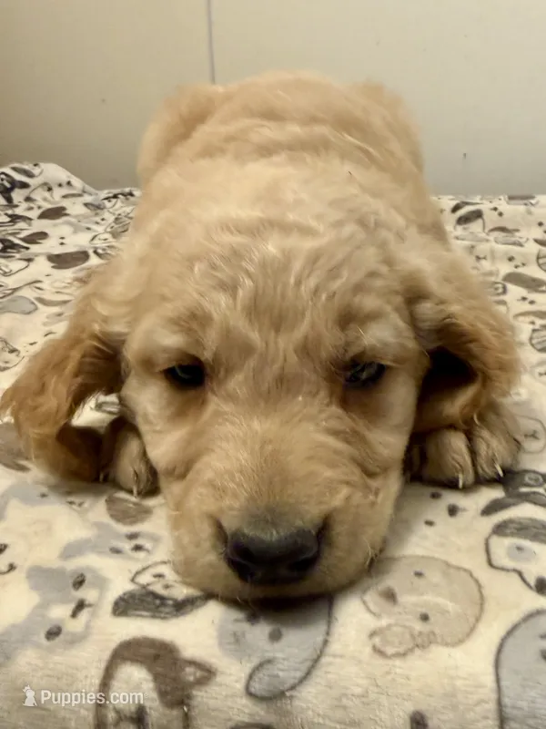Light Blue Male – Golden Retriever puppy for sale in Sebeka, MN